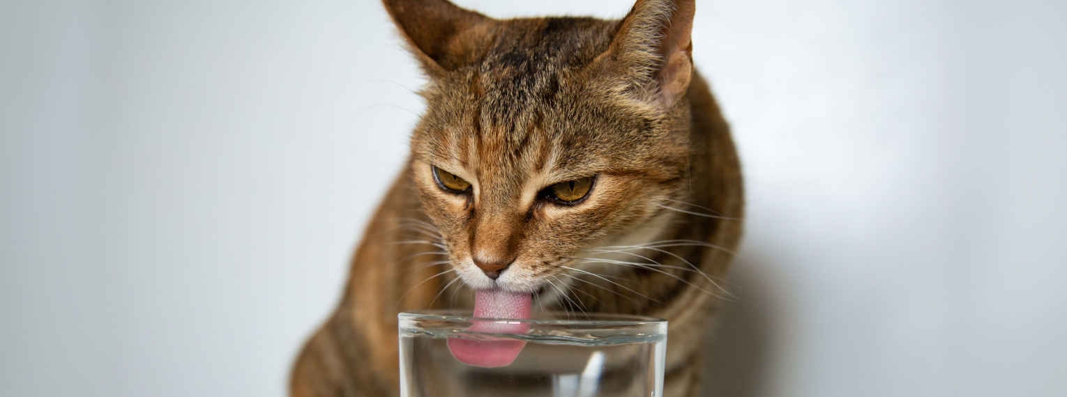 Eine Katze trinkt Wasser.