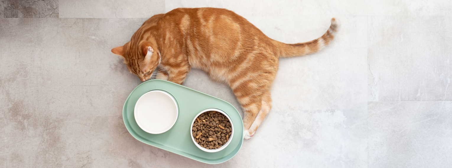 Eine Katze liegt neben ihrem Futter, aber frisst nichts.