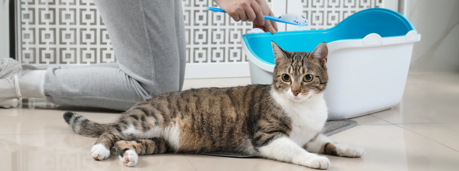 Eine Katze liegt vor ihrem Katzenklo, das gerade von einer Person gereinigt wird.
