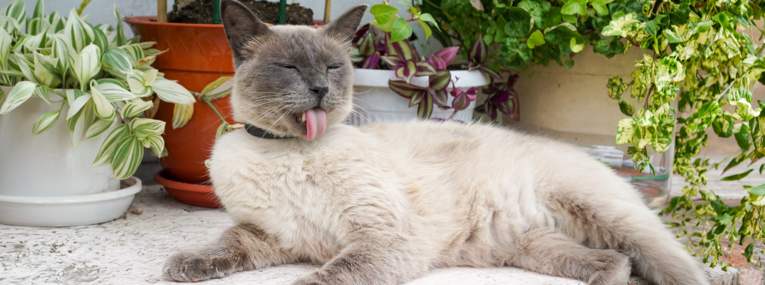 Eine Katze putzt sich.