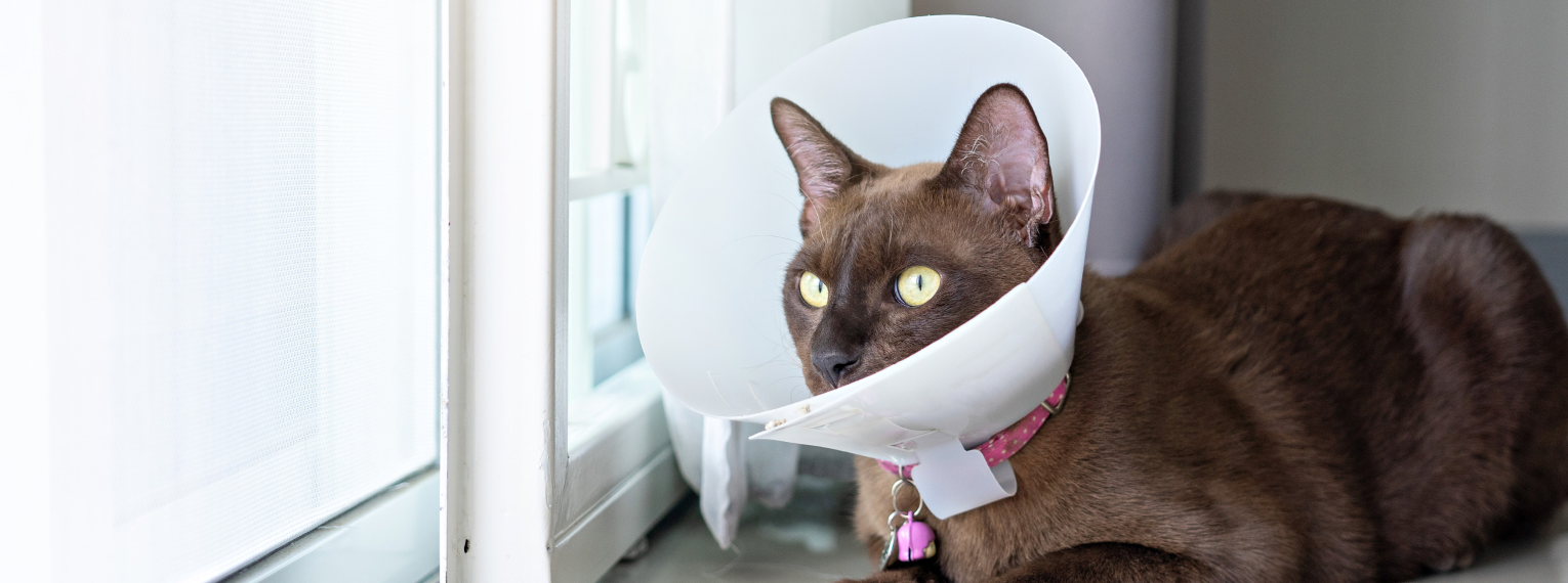 Eine Katze mit Halskrause liegt am Fenster und schaut nach draußen.