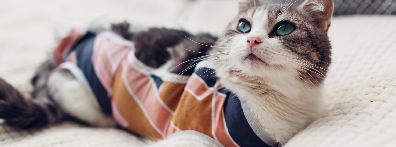 Eine glückliche Katze liegt auf einem Sofa und erholt sich nach der Behandlung einer Hüftgelenksdysplasie.