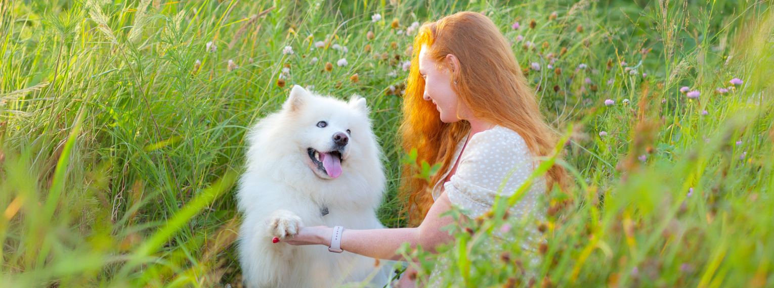 Ein Frauchen und ihr Hund spielen in hohem Gras.