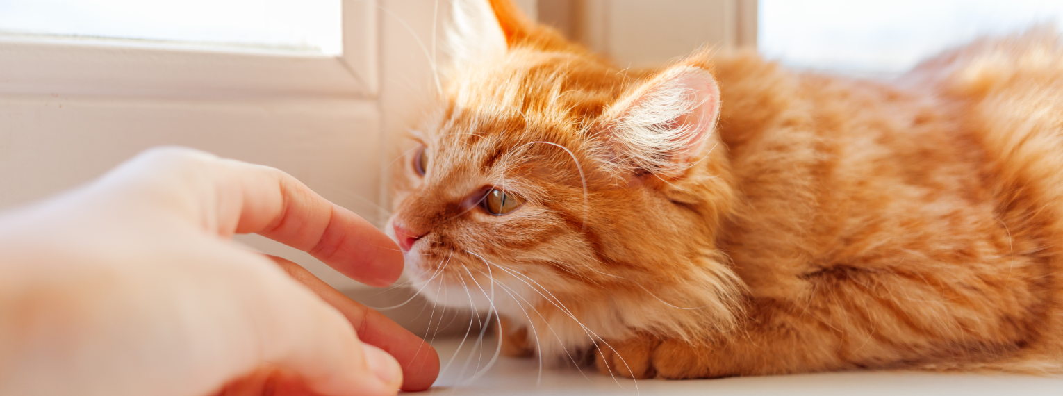 Eine Katze schnuppert an einem Finger.