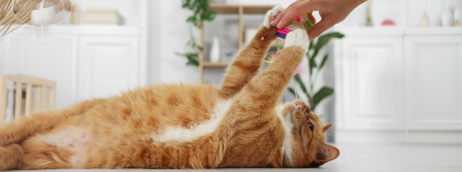 Eine Katze spielt mit einem Spielzeug.