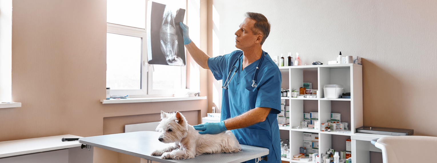 Ein Tierarzt schaut sich Schnittbilder aus einer CT-Untersuchung an.