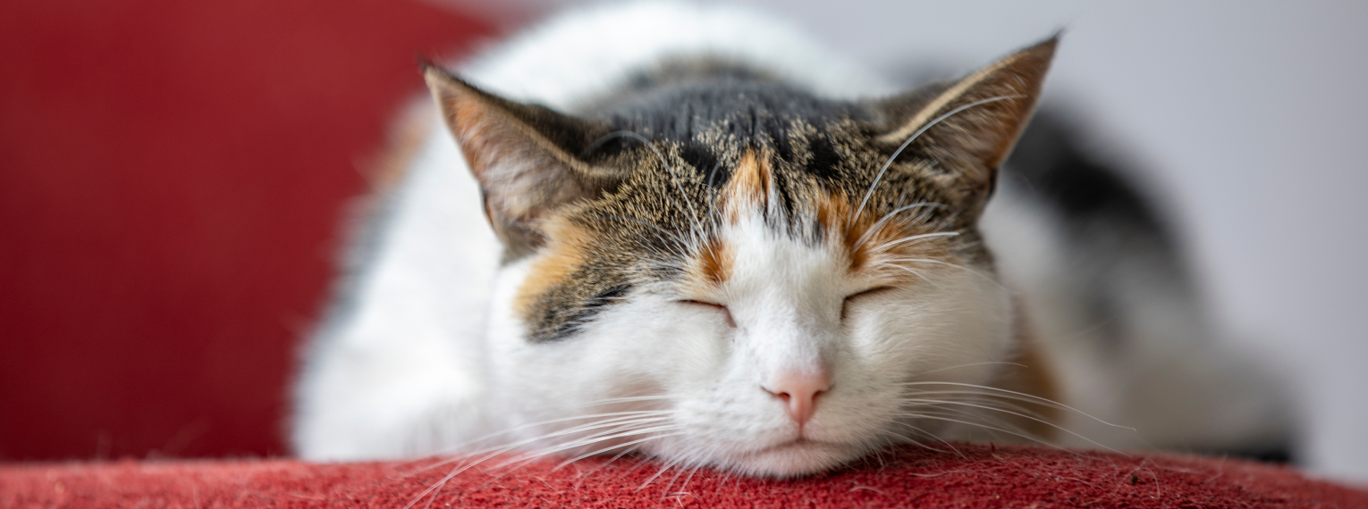 Eine Katze schläft auf einem roten Sofa.