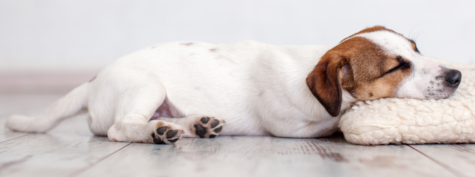 Ein Hund, der auf dem Boden schläft und seinen Kopf auf ein Kissen legt.
