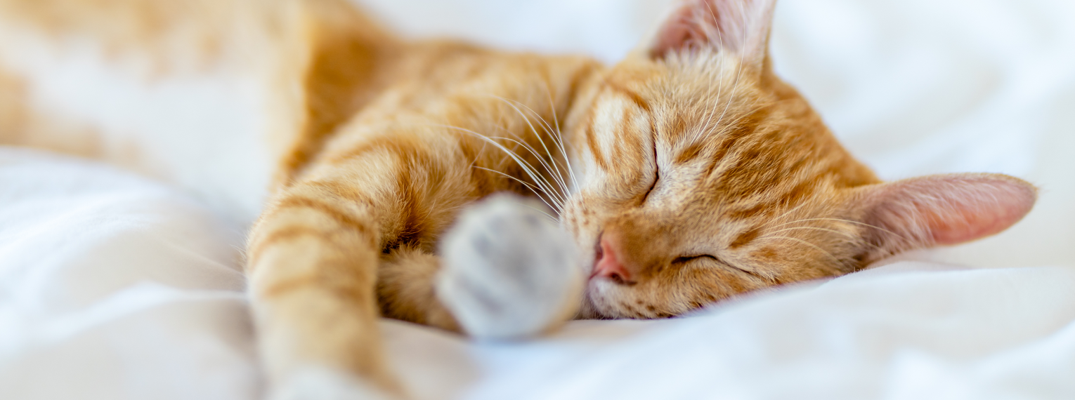 Eine schlafende orangefarbene Katze erholt sich nach einer MRT-Untersuchung