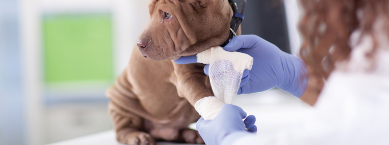 Hund bei einer Behandlung beim Tierarzt