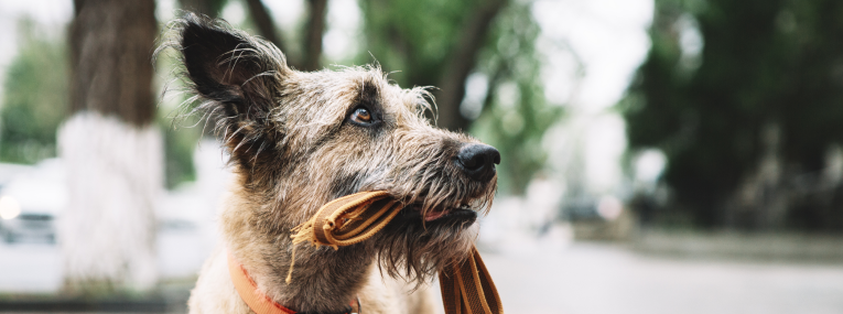 Älterer Hund beim Spazierengehen