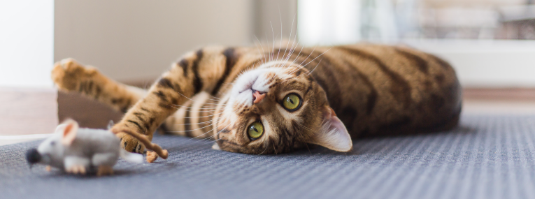 Eine Katze liegt am Boden und spielt mit einer Maus