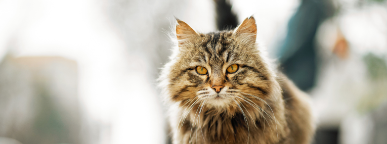 Erwachsene Katze in der Natur