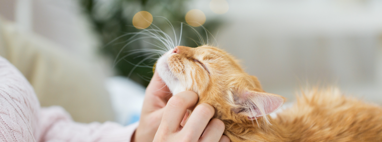 Katze wird unter dem Kinn gekrault