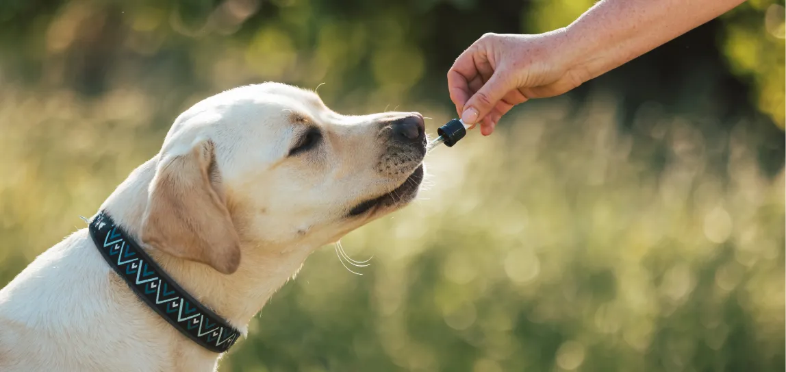 Ein Hund erhält Medizin aus einer Pipette.
