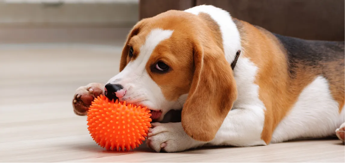 Ein Beagle spielt mit einem Ball.