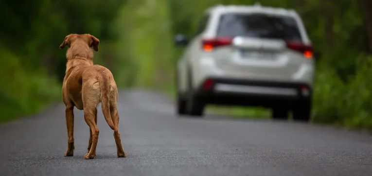 Unfallgefahr: Hund auf einer von Autos befahrenen Straße 