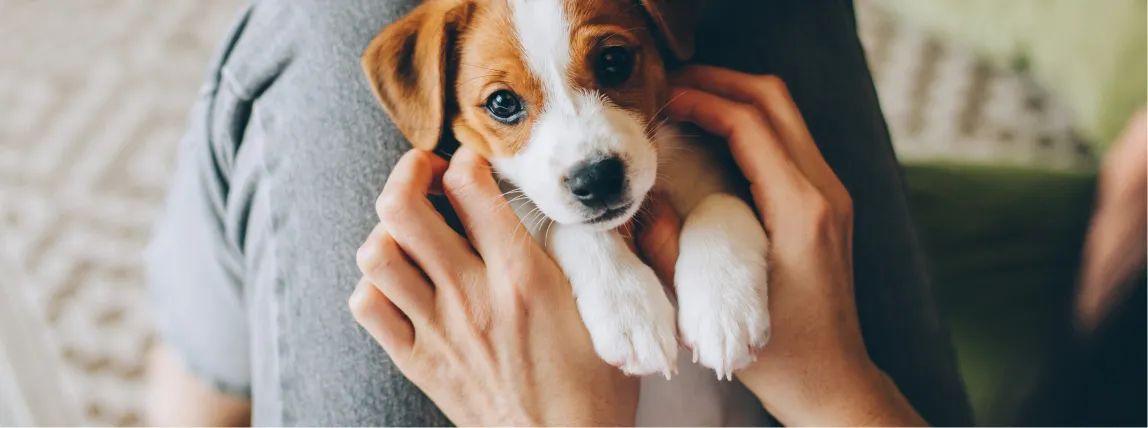 Hundewelpe wird von seinem Herrchen oder Frauchen gekrault