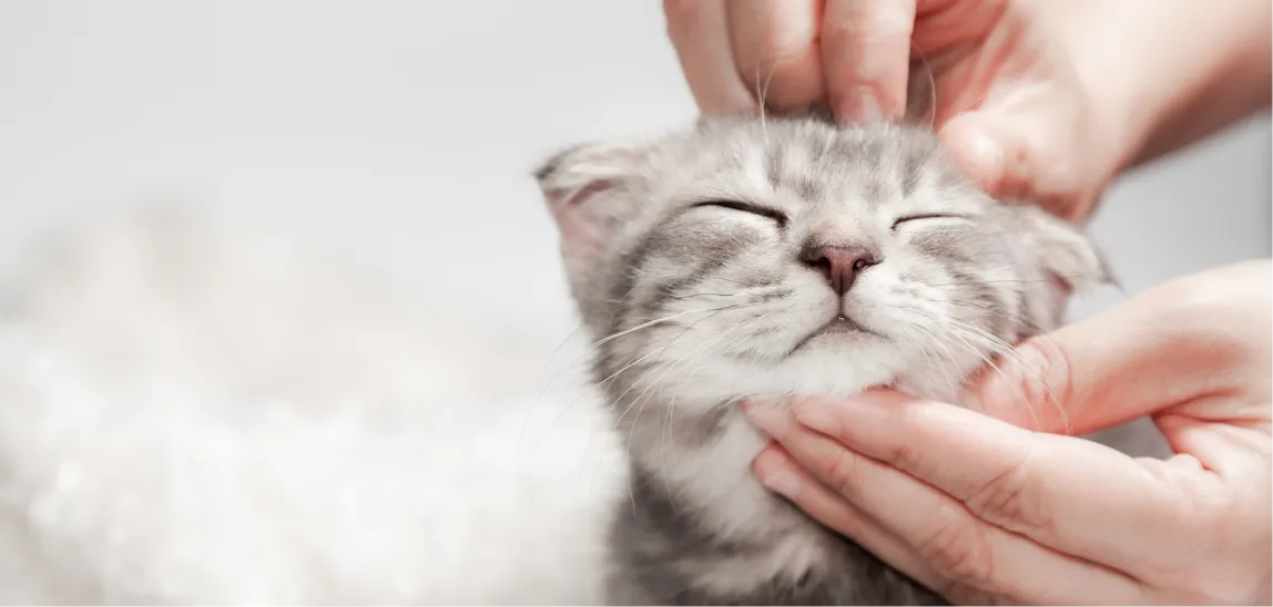 Eine Katze wird gestreichelt.