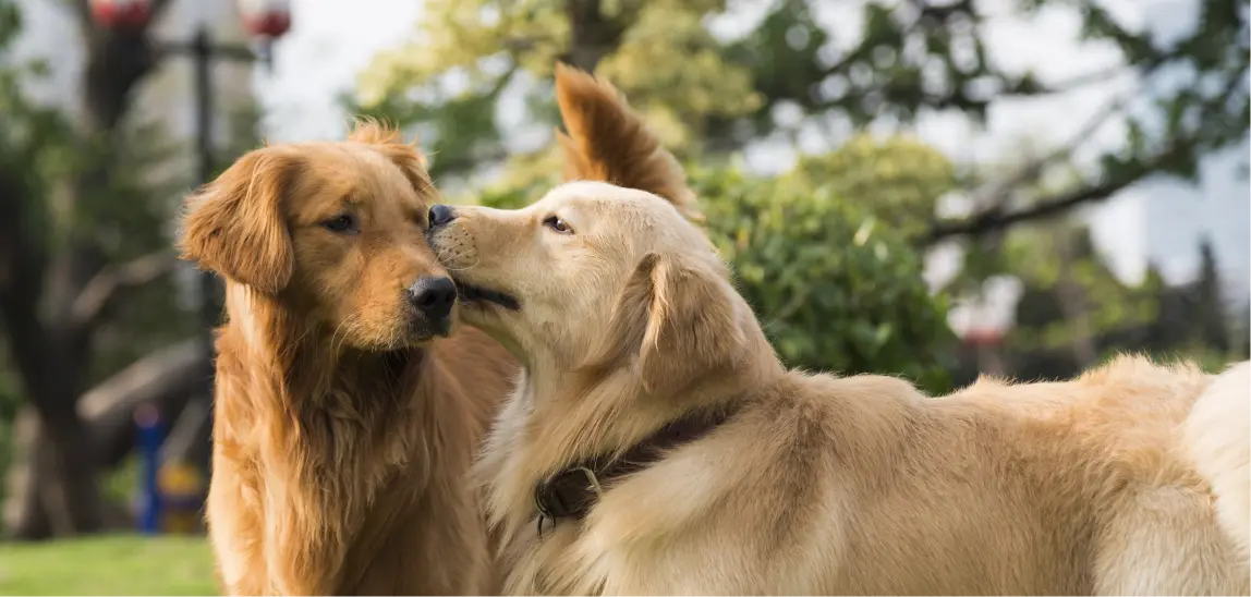 Zwei goldene Retriever beschnuppern einander.