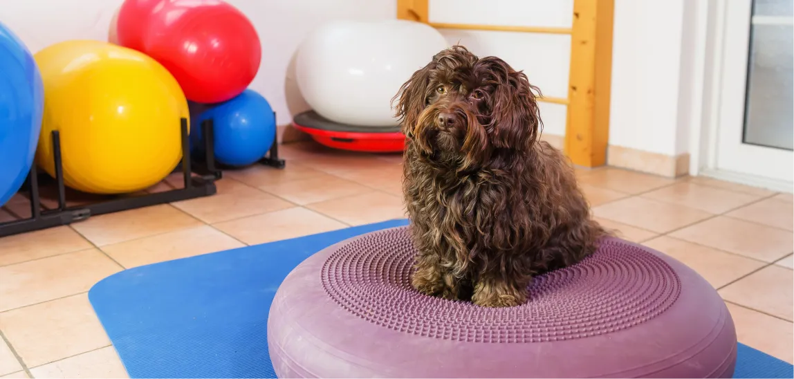 Ein Hund sitzt in einem Gymnastik-Raum.