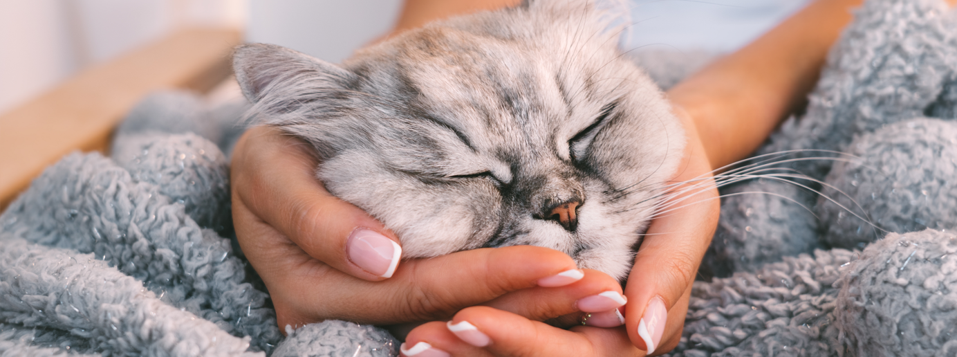 Eine Katze wird liebevoll massiert.