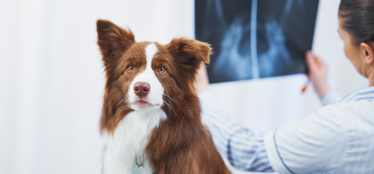Ein Hund wurde geröntgt. Eine Tierärztin begutachtet das Röntgenbild.