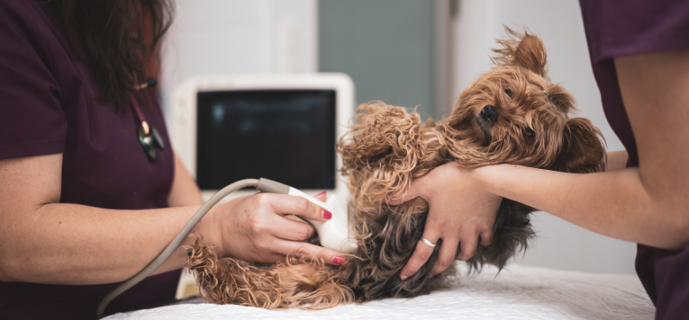 Ein Hund bei einer Ultraschalluntersuchung.