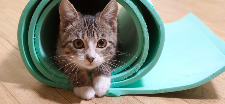 Eine Katze versteckt sich in einer Yogamatte.