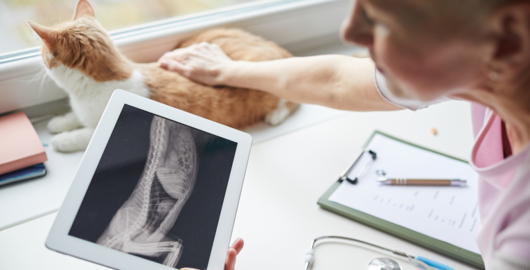 Eine Tierärztin schaut sich eine Röntgenaufnahme einer Katze genauer an und streichelt sie.