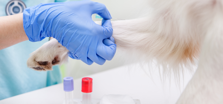 Einem Hund wird die Pfote zur Blutabnahme gehalten.