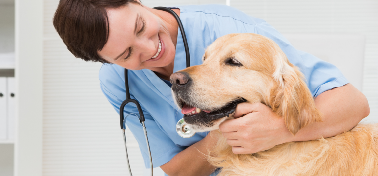 Ein Hund wird von einer Tierärztin gestreichelt.