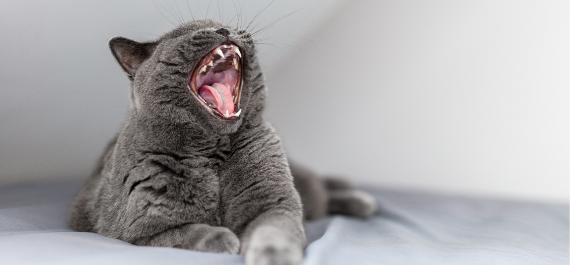 Eine Katze gähnt und zeigt ihre Zähne.