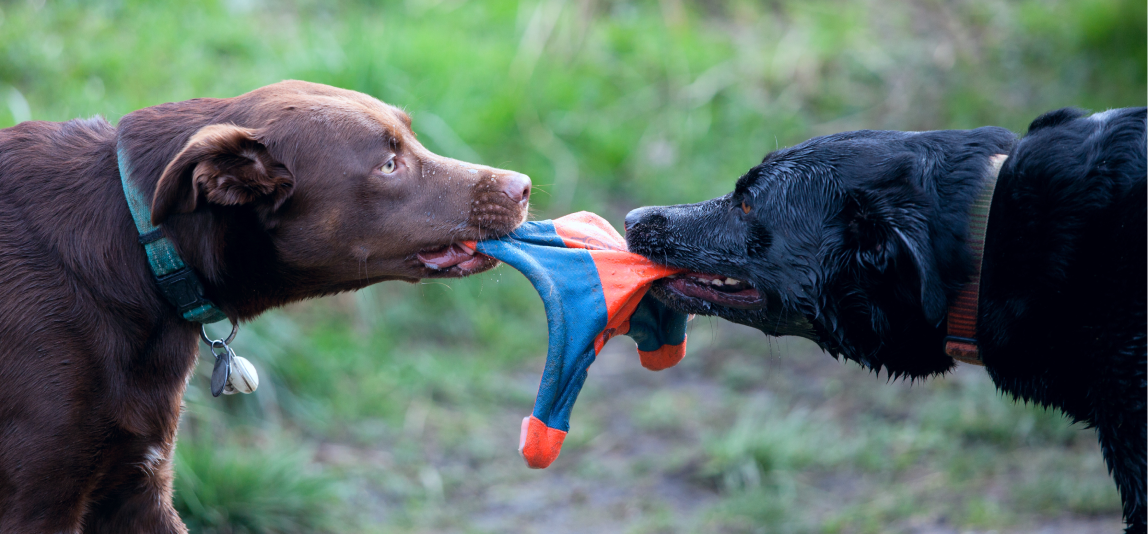 Zwei Hunde messen ihre Kräfte und ziehen an einem Spielzeug.