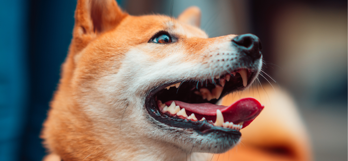 Ein Hund hechelt, dabei sieht man seine Zähne.