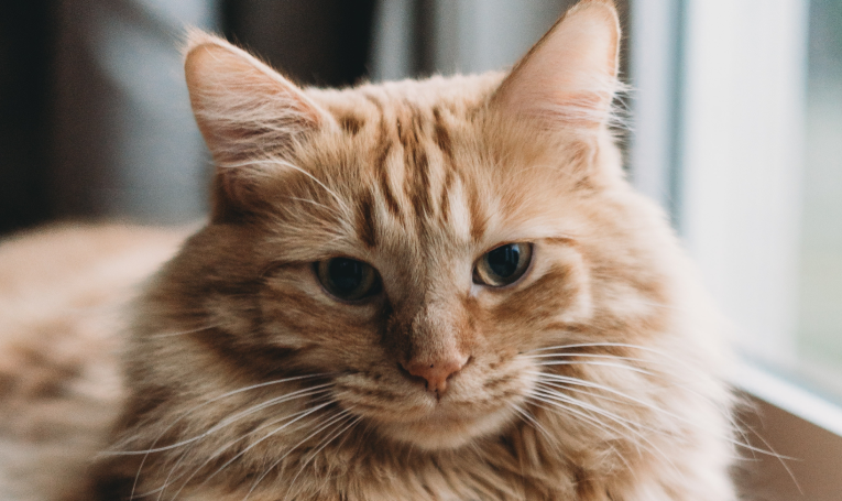 Eine Katze, die eine reguläre Blutuntersuchung braucht.