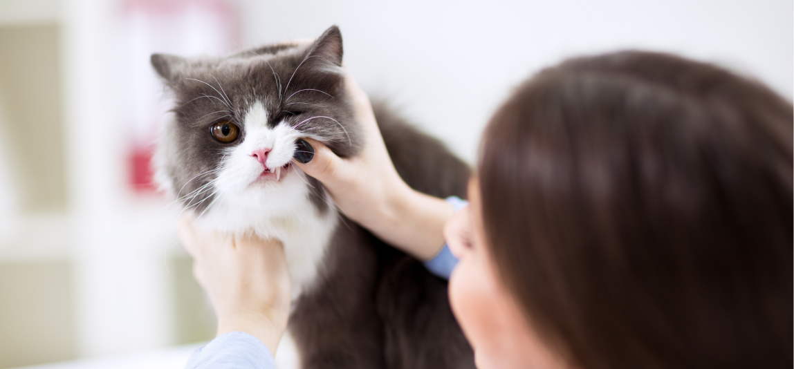 Eine Tierärztin untersucht die Zähne einer Katze.