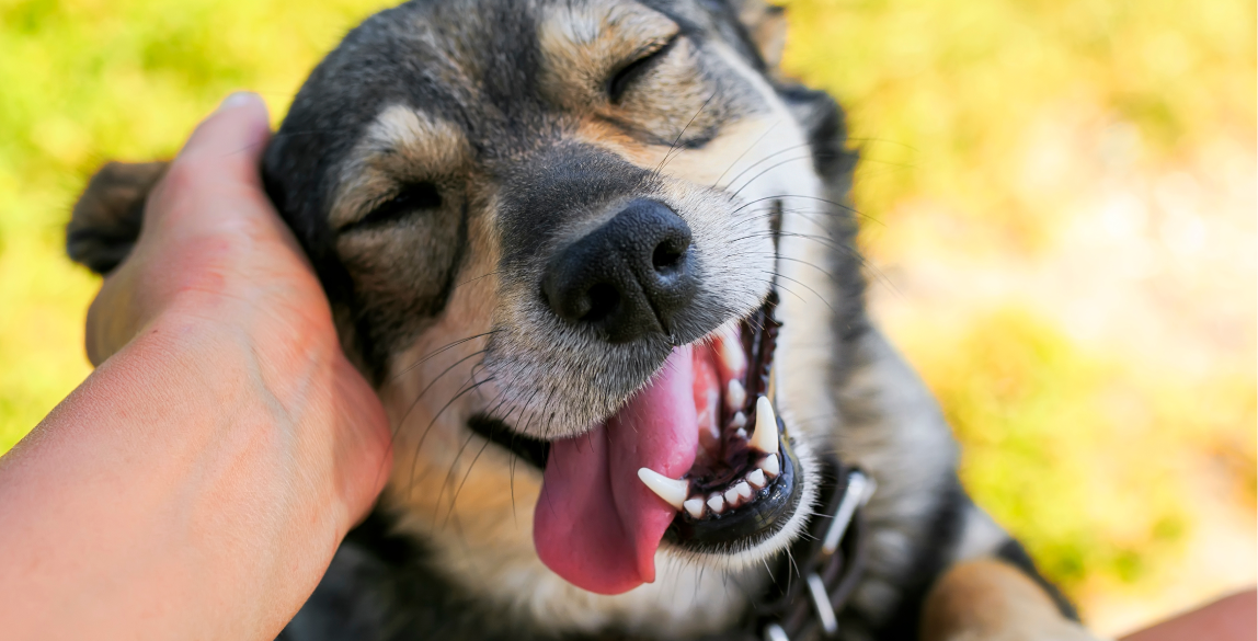 Ein Hund "lächelt" als sein Frauchen ihn streichelt.