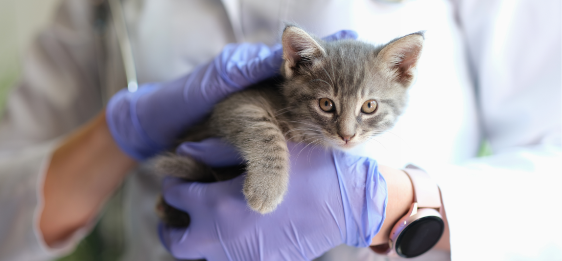 Eine Katze wird von einer Tierärztin gehalten.