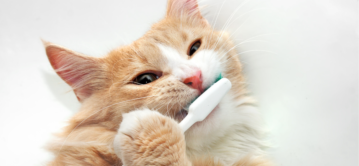 Eine Katze kaut auf einer Zahnbürste herum.