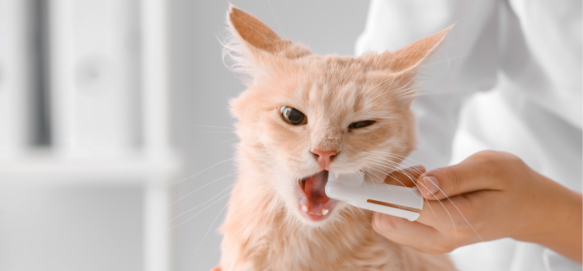 Eine Katzenbesitzerin putzt die Zähne ihrer Katze.