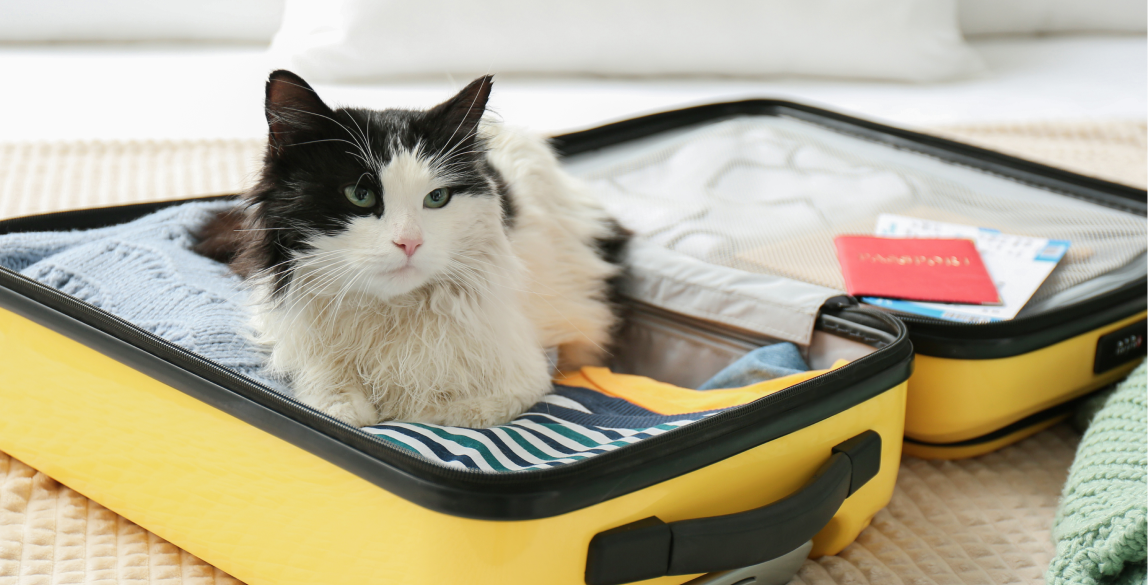 Eine Katze sitzt im Koffer ihrer Besitzer und freut sich, auf Reisen zu gehen.