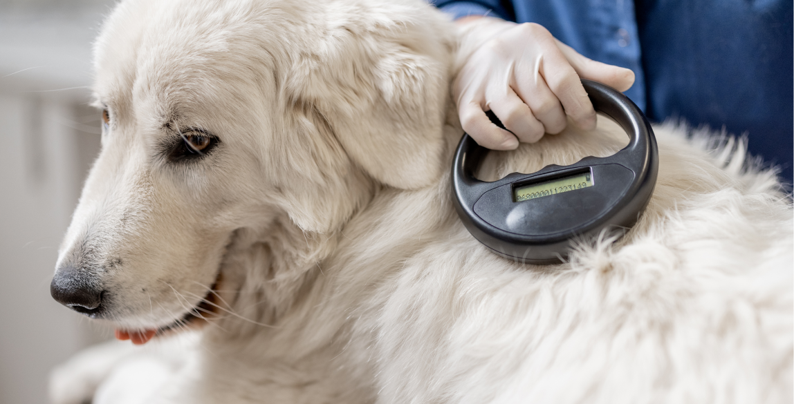 Bei einem Hund wird ein Chip durch einen Tierarzt abgelesen.