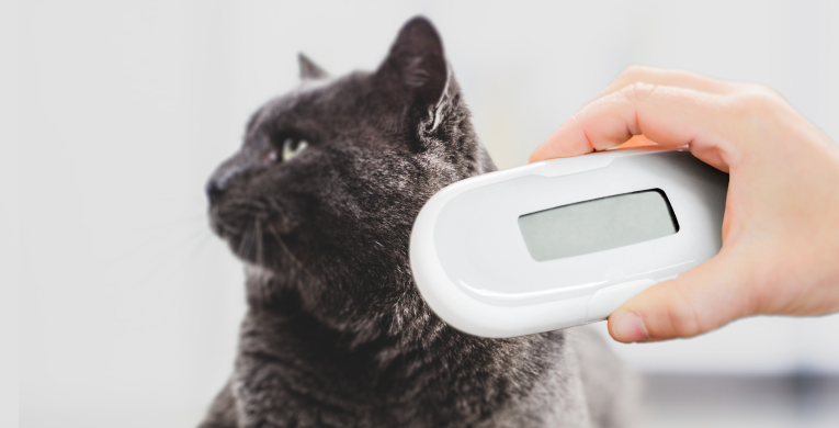 Ein Tierarzt liest den Chip einer Katze aus.