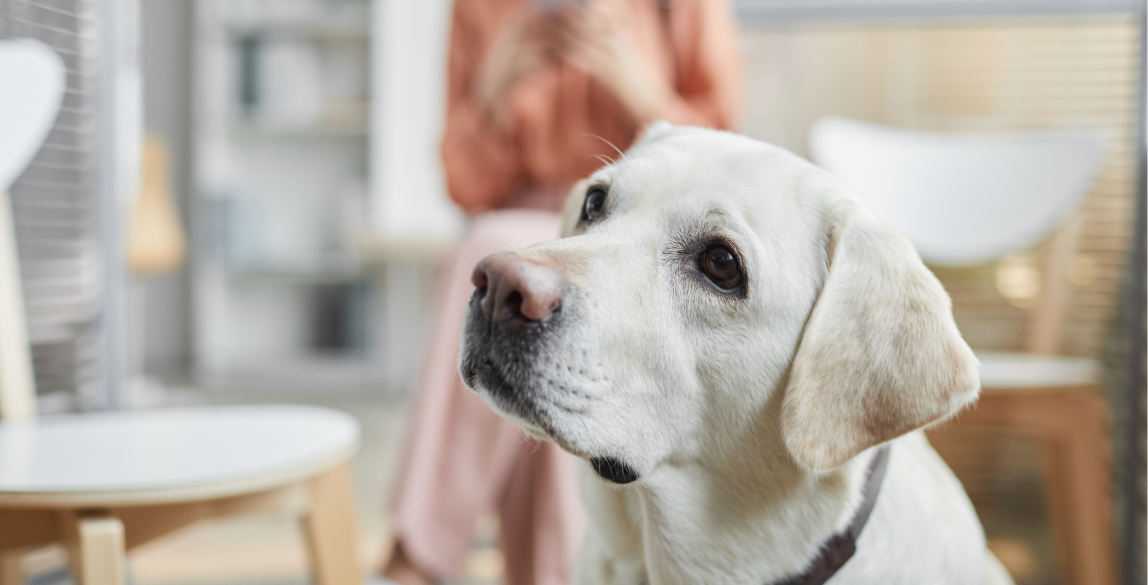 Ein Hund wartet im Wartezimmer einer Tierarztpraxis auf eine Vorsorgeuntersuchung.