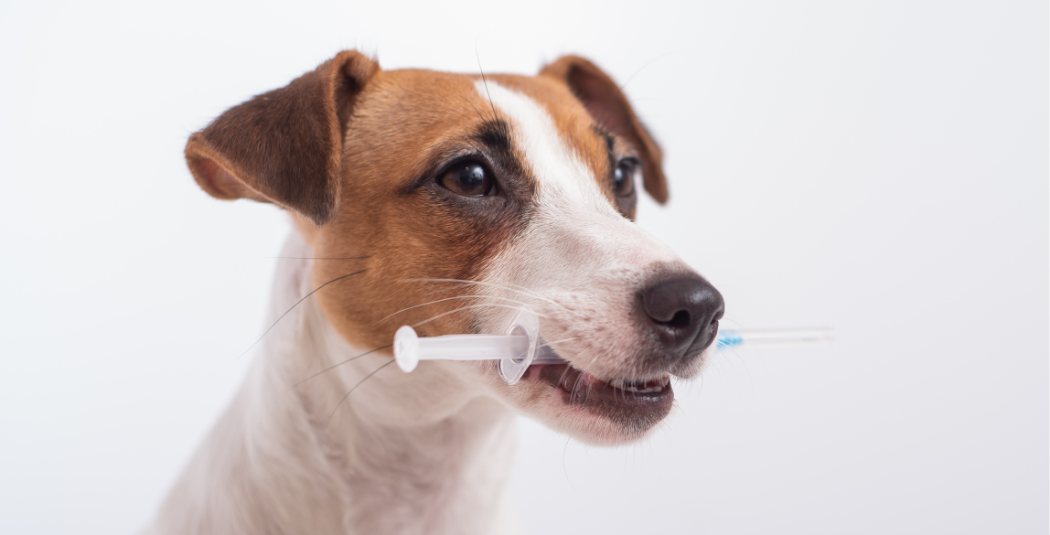 Ein Hund wartet mit einer Spritze auf seine Impfung.