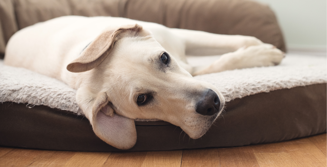 Ein Labrador liegt auf seinem Bett und schaut traurig.