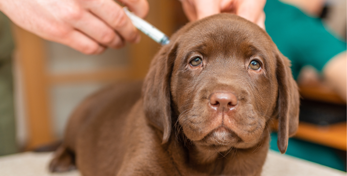 Ein kleiner Welpe erhält eine Tollwutimpfung.