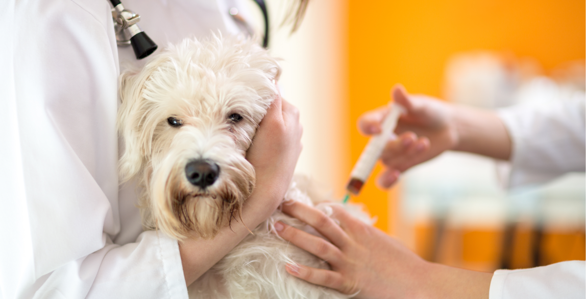 Ein Hund wird während der Impfung gegen Zwingerhusten von einer Schwester im Arm gehalten.