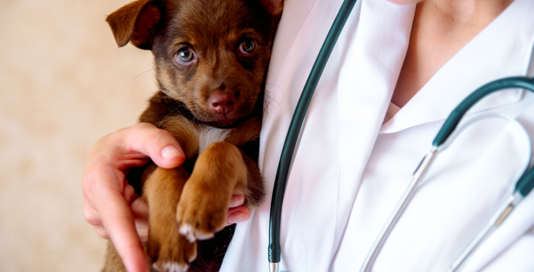 Ein Welpe ist auf dem Arm einer Tierärztin bevor er seine erste Impfung erhält.